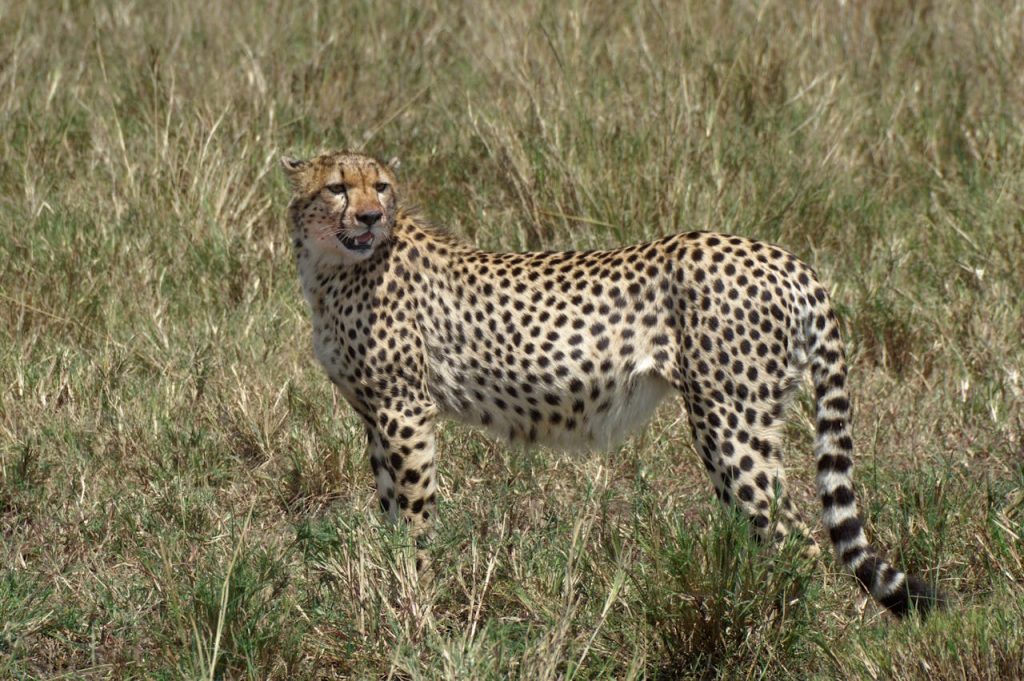 Elegant cheetah posing amidst the grasslands of Masai Mara, Kenya.