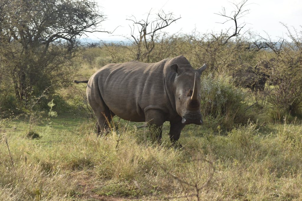 A rhinoceros captured in its natural habitat in South Africa, showcasing wildlifes beauty.